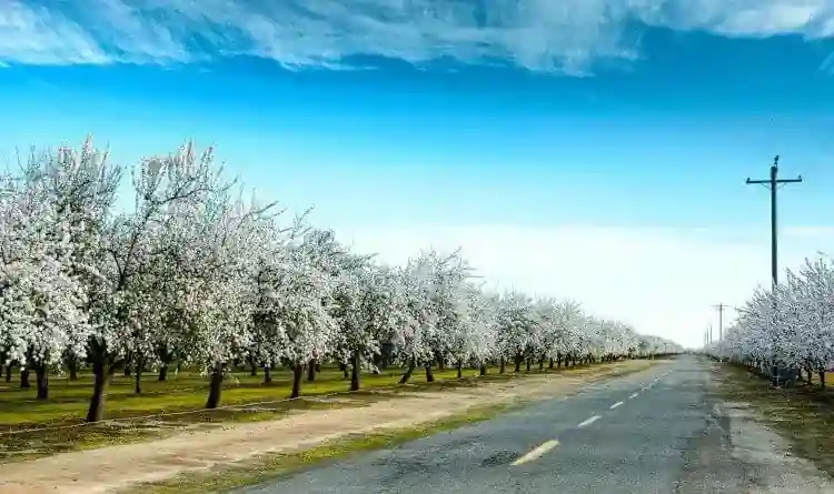 Almond Road in bloom